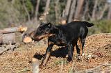 JAGDTERRIER ALLEMAND 109